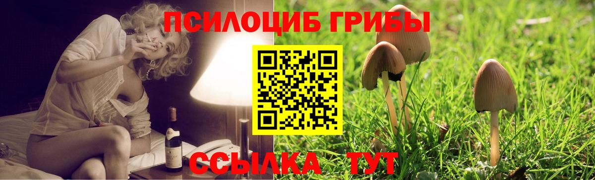 Галлюциногенные грибы Psilocybe Советская Гавань